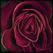 Voluptuous Rose flower painting from the Flowers series by Marian Gliese of Studio Gliese