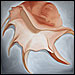 Alluring Spider Conch shell painting from the Jewels of the Sea and Inner Venus series by Marian Gliese of Studio Gliese
